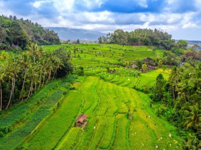 aerial-view-terraced-rice-fields-bali-indonesia (1) (1)